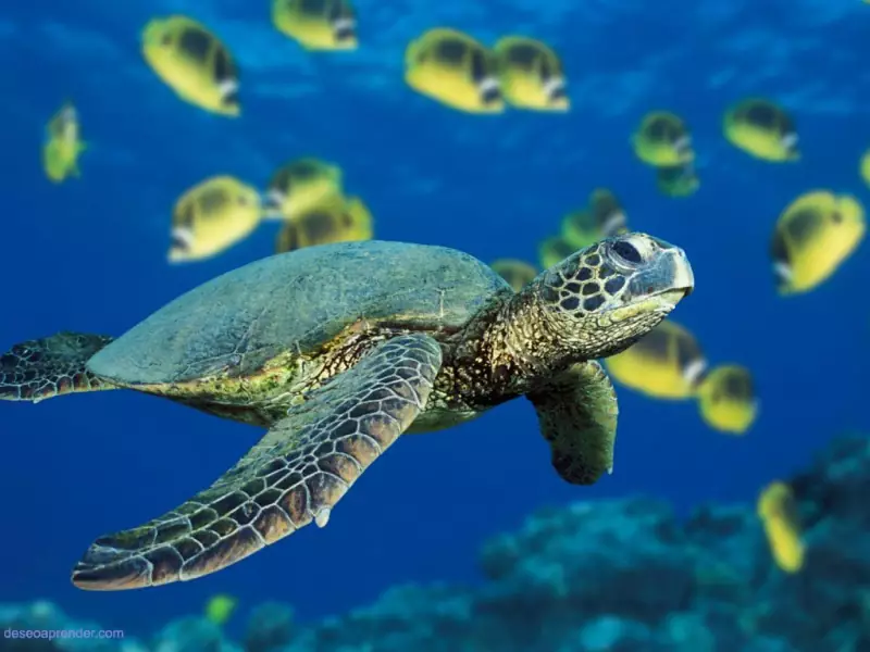 full_TortugaIsland Tortuga Island cruise & Beach day – all you need to have the best vacation ever image 4