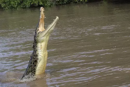 full crocodile 4 1